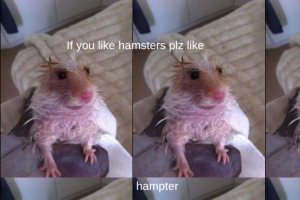 LIKE FOR THE HAMASTER :D